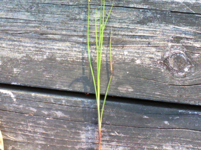 Attached picture Aquatic Weed 2.jpg